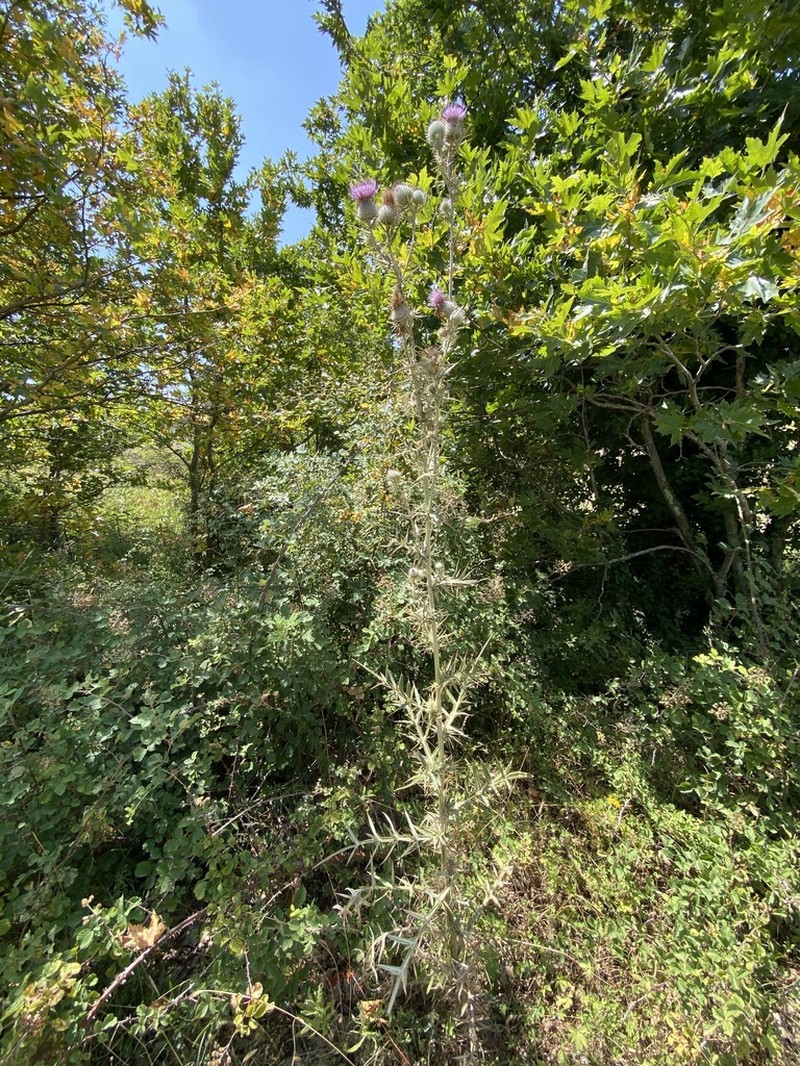 Cirsium heldreichii photo 7