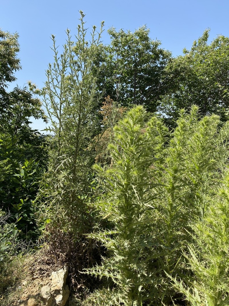 Cirsium heldreichii photo 8