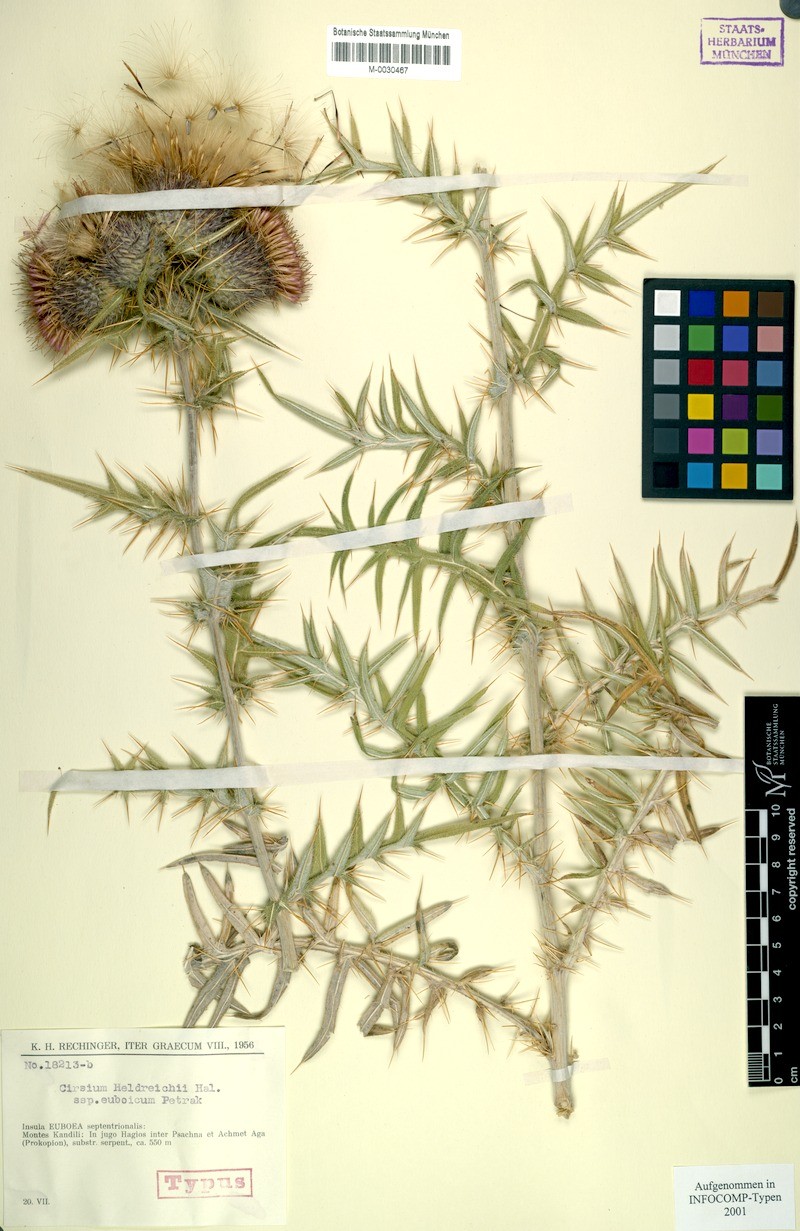 Cirsium heldreichii subsp. euboicum