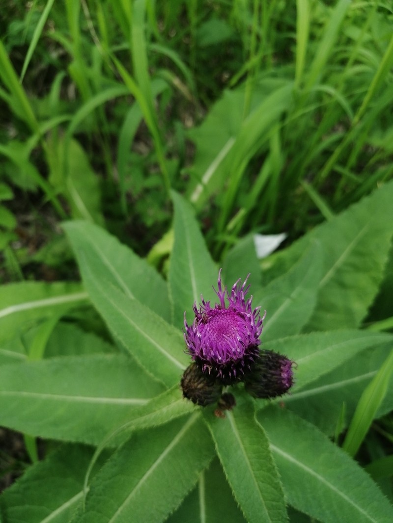 Melancholy Thistle photo 2