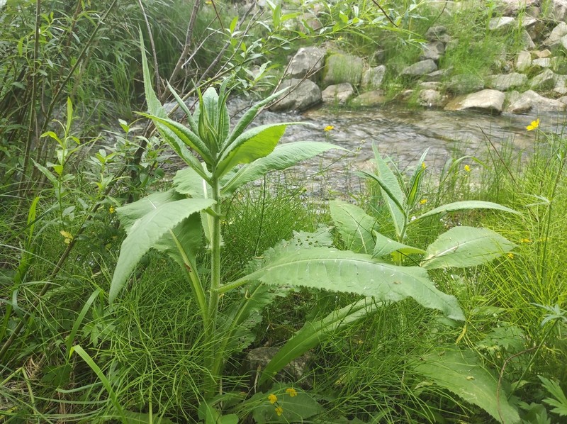 Melancholy Thistle photo 4