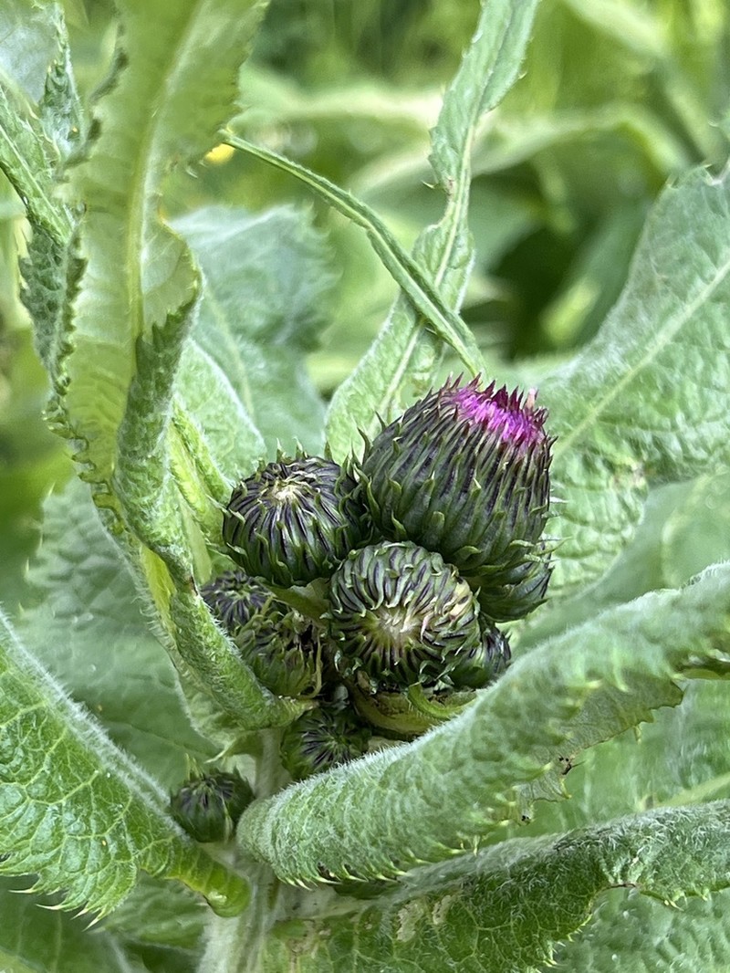 Melancholy Thistle photo 5