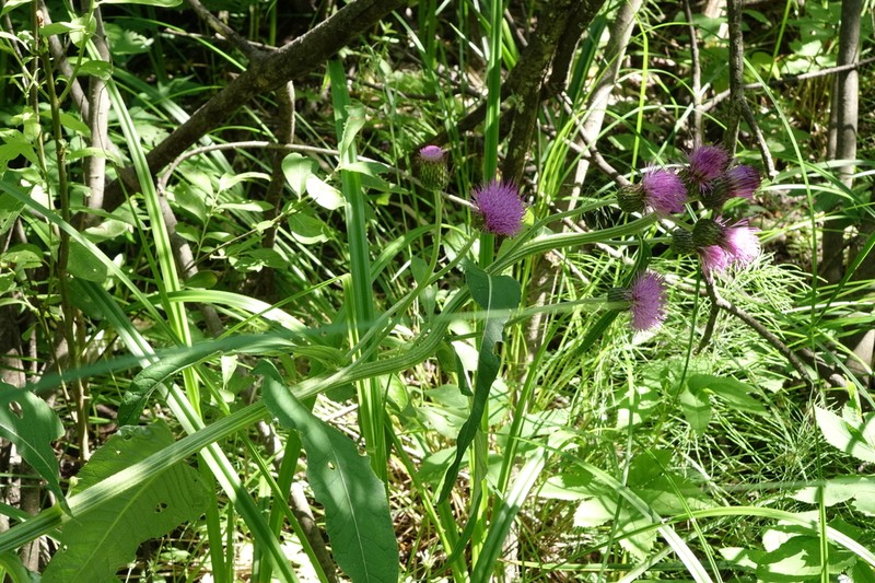 Melancholy Thistle photo 6