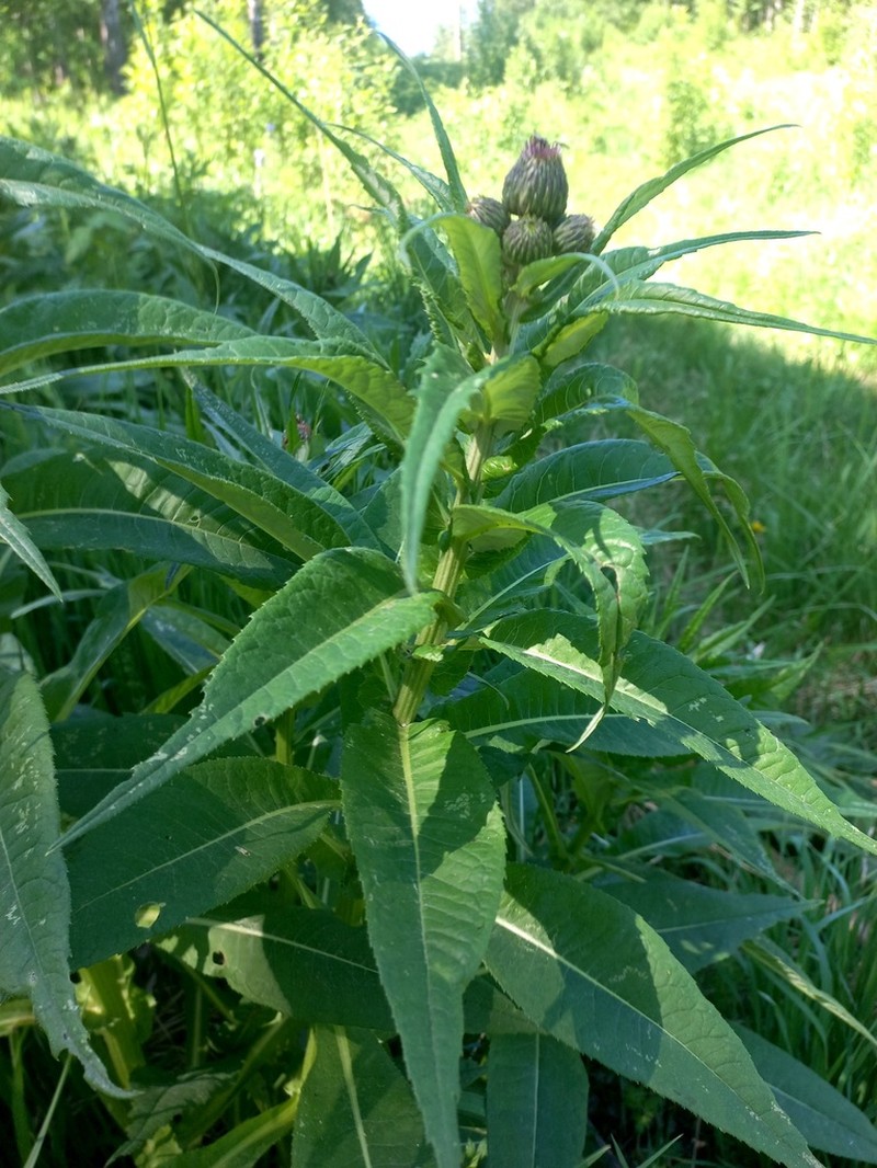 Melancholy Thistle photo 7