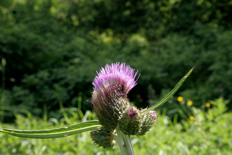 Melancholy Thistle photo 2