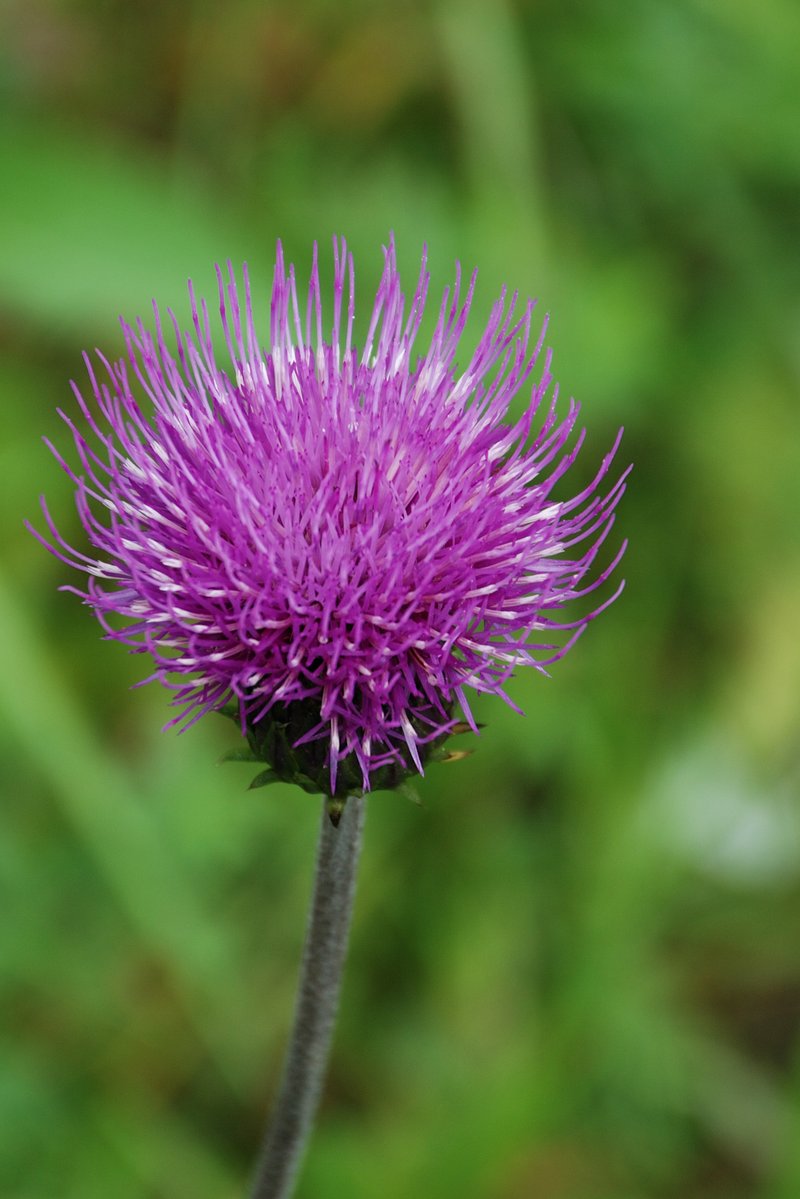 Melancholy Thistle photo 3