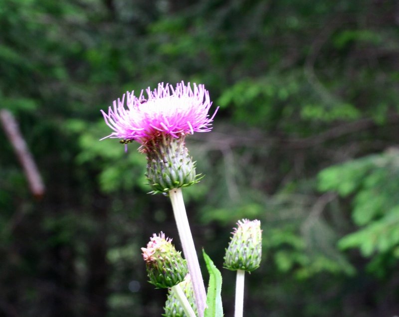 Melancholy Thistle photo 4