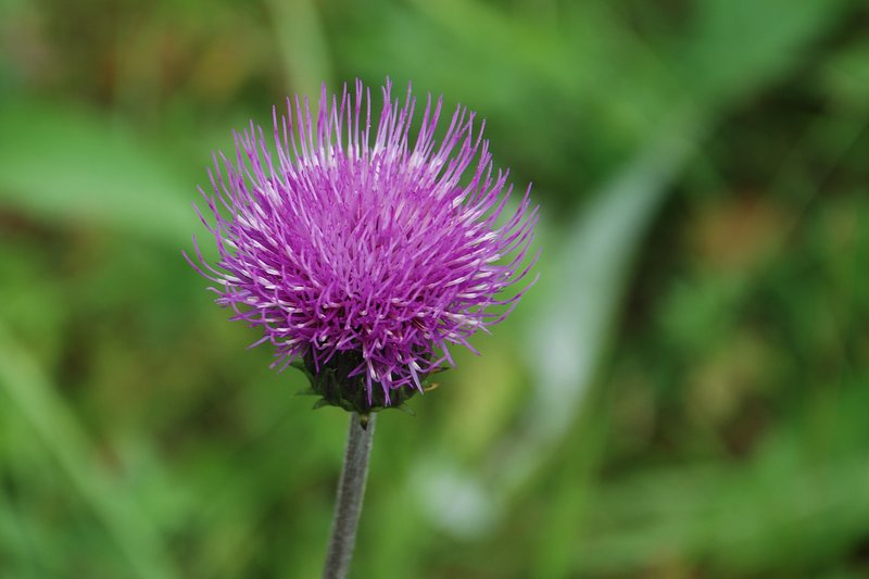 Melancholy Thistle photo 5