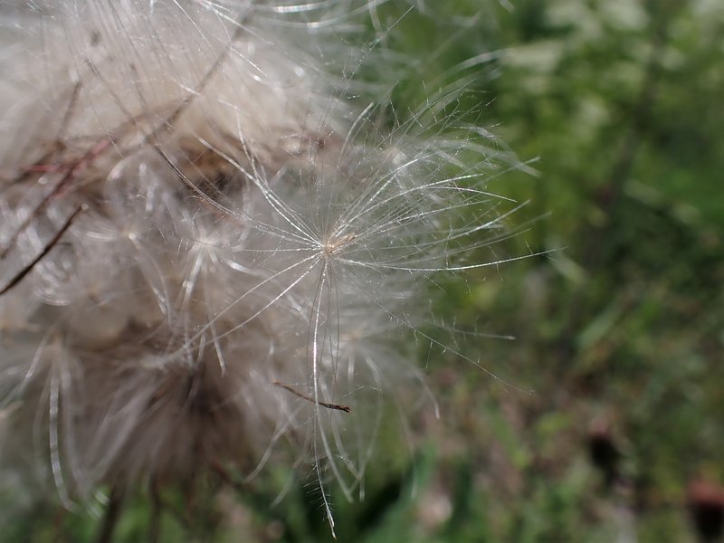Melancholy Thistle photo 6