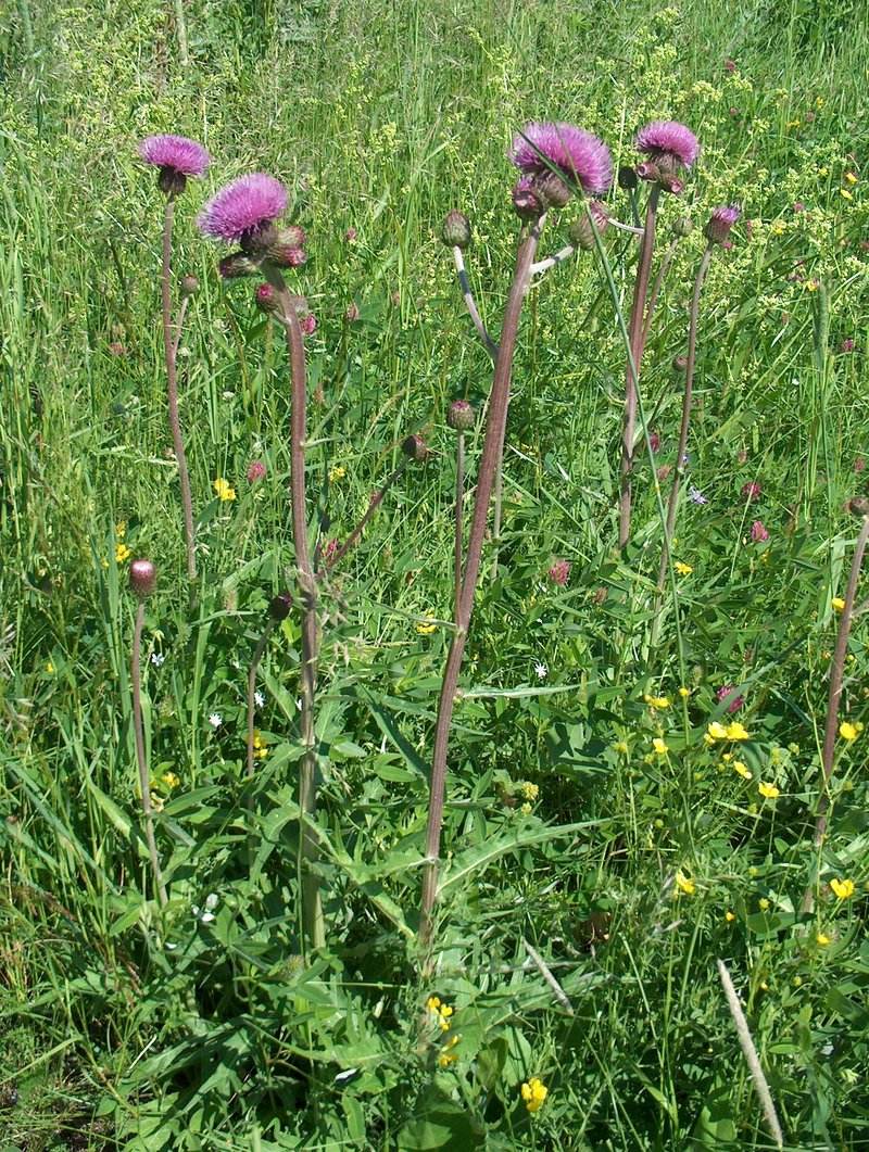 Melancholy Thistle