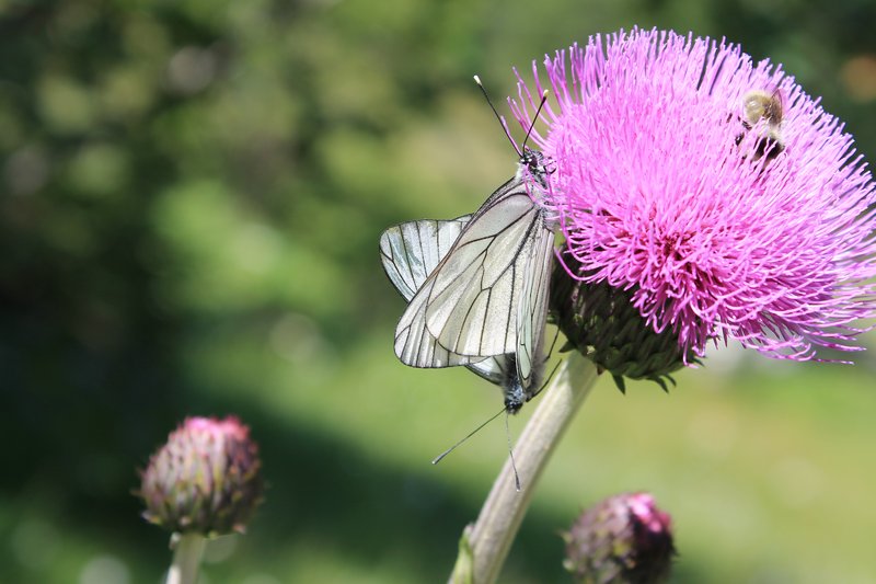 Melancholy Thistle photo 7