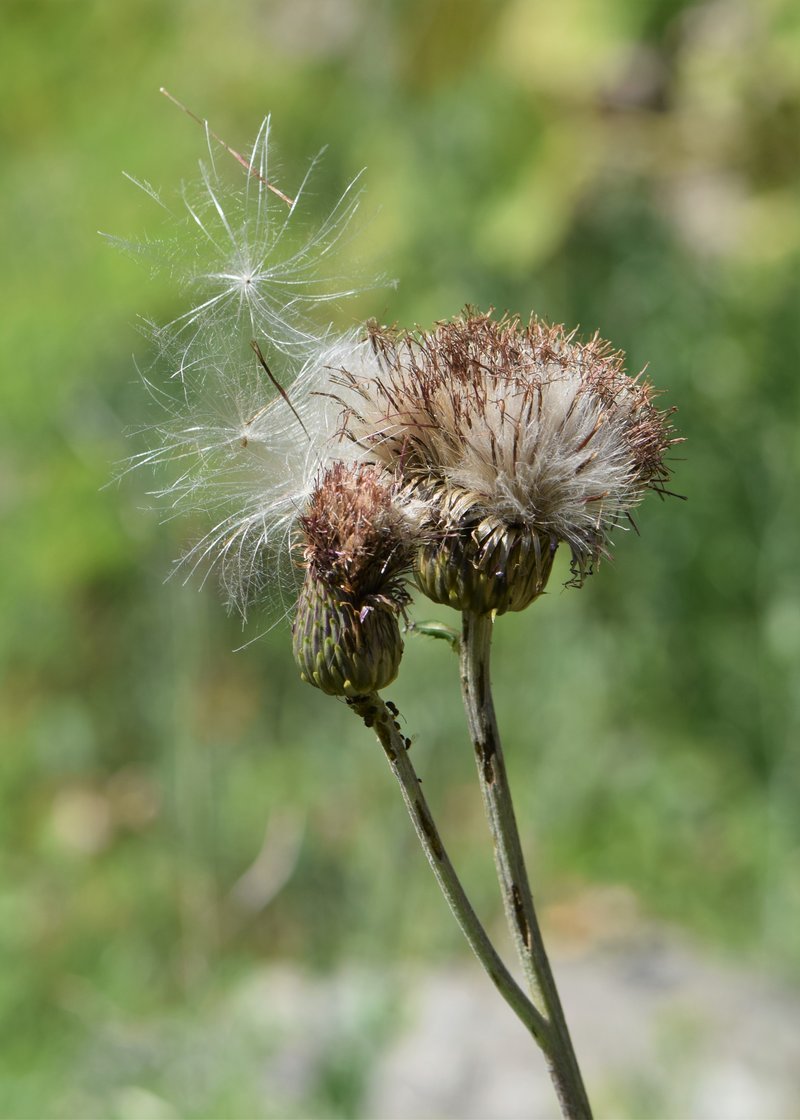 Melancholy Thistle photo 8
