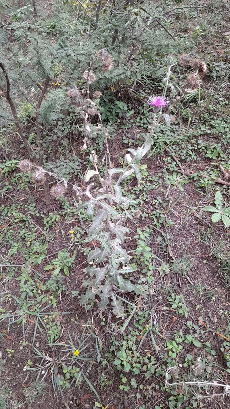 Cirsium heliorhaphis