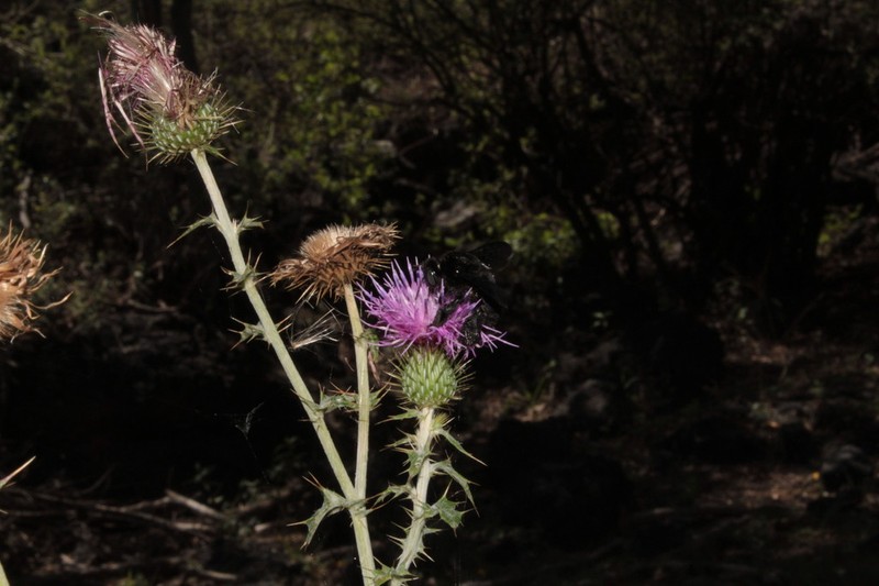 Cirsium heliorhaphis photo 2