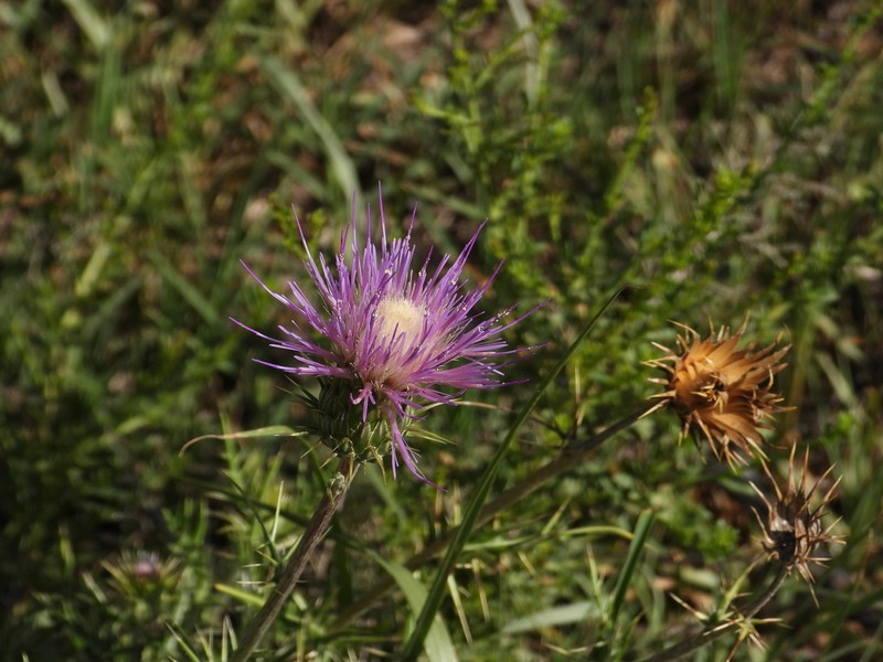 Cirsium heliorhaphis photo 3