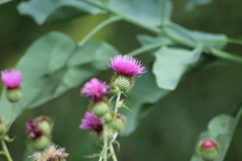 Cirsium heliorhaphis photo 4