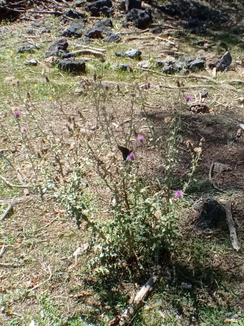 Cirsium heliorhaphis photo 5