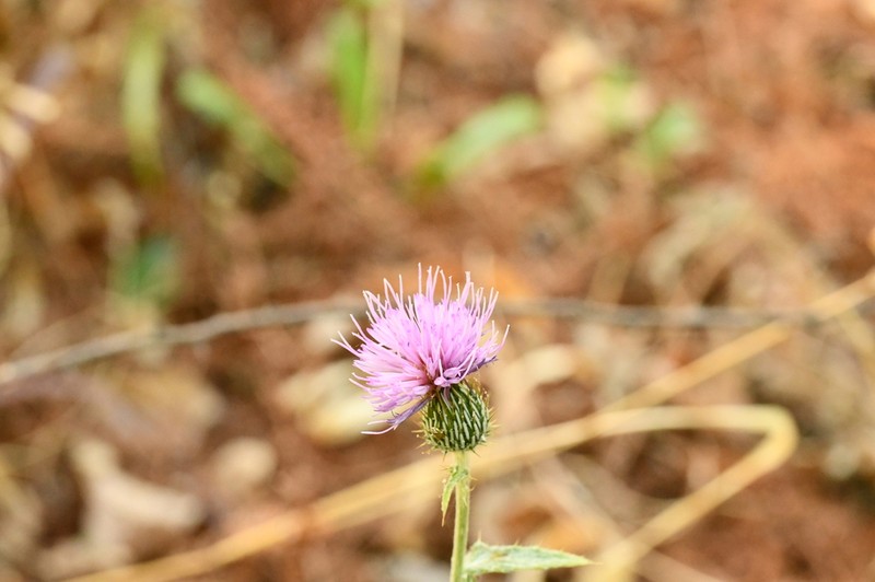 Cirsium heliorhaphis photo 6