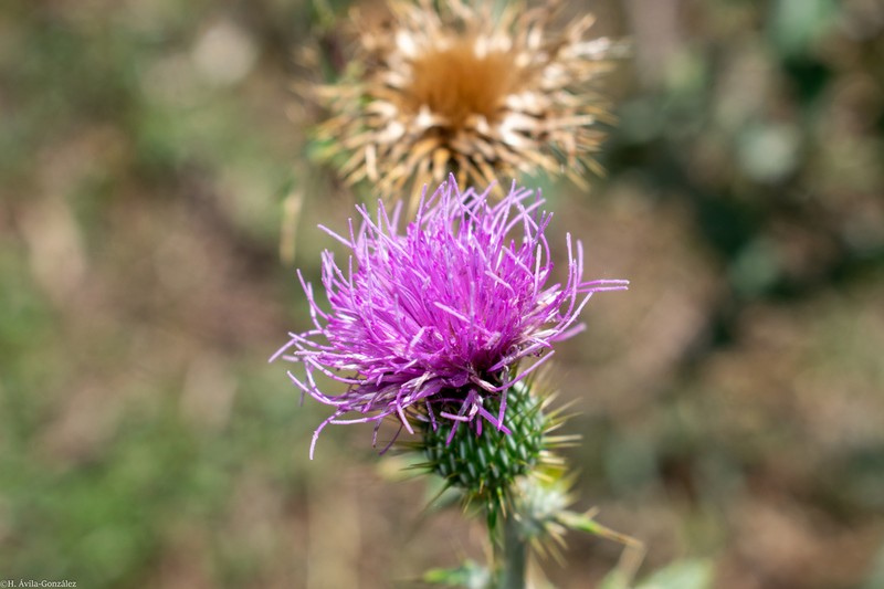 Cirsium heliorhaphis photo 7