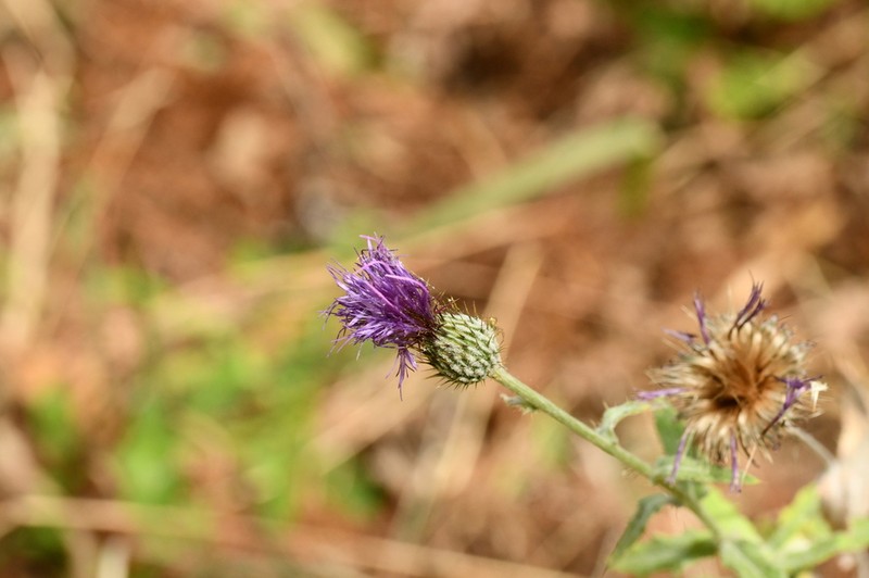Cirsium heliorhaphis photo 8