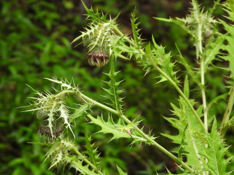 Cirsium henryi