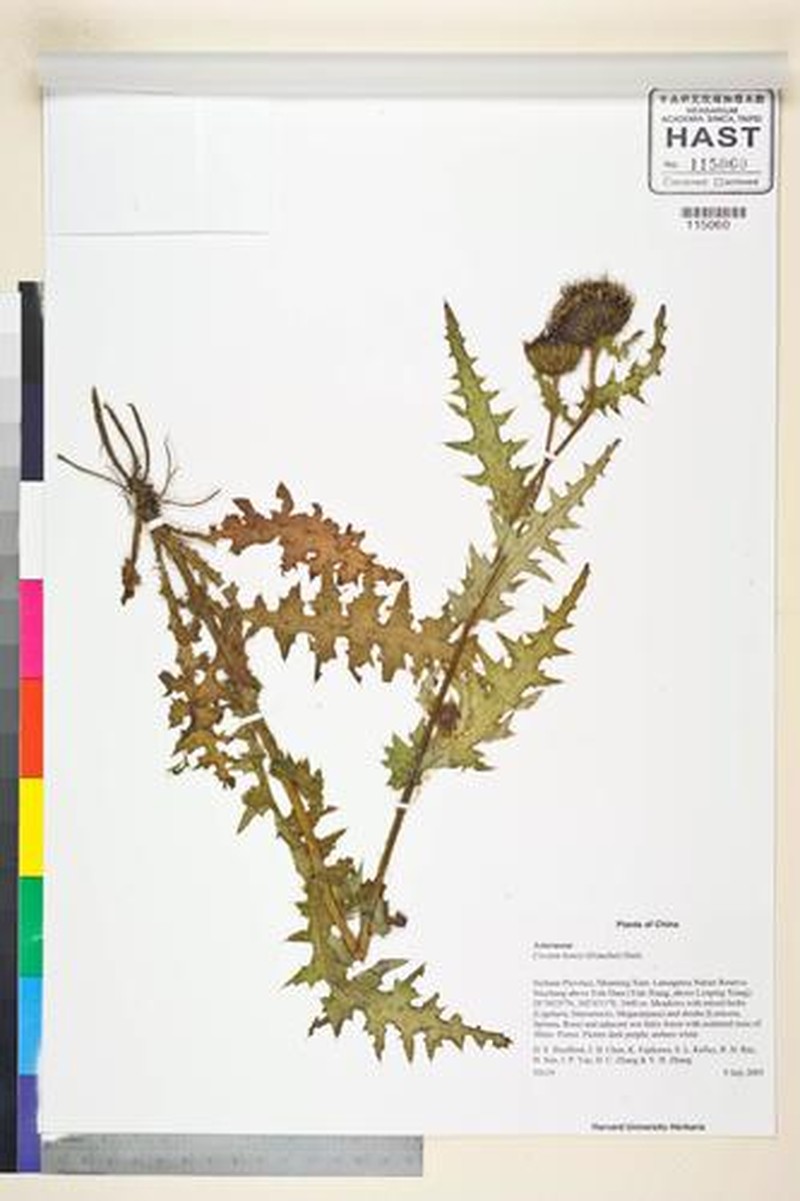 Cirsium henryi photo 2