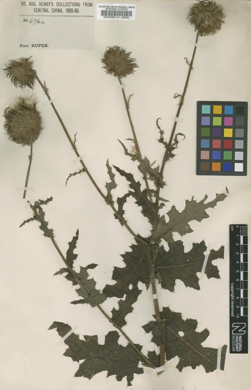 Cirsium henryi photo 3