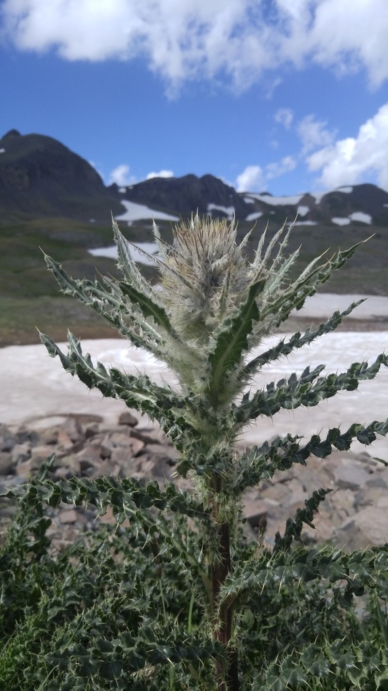 Cirsium hesperium