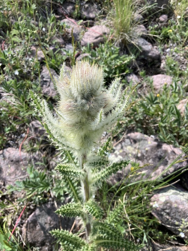 Cirsium hesperium photo 2