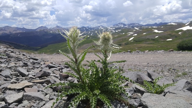 Cirsium hesperium photo 3