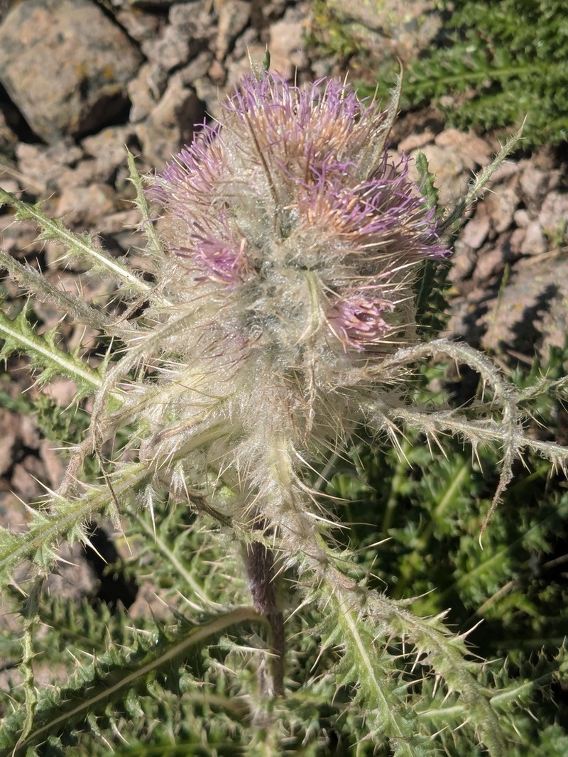 Cirsium hesperium photo 4