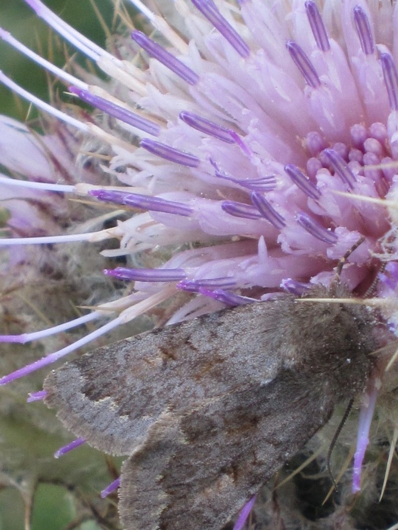 Cirsium hesperium photo 5