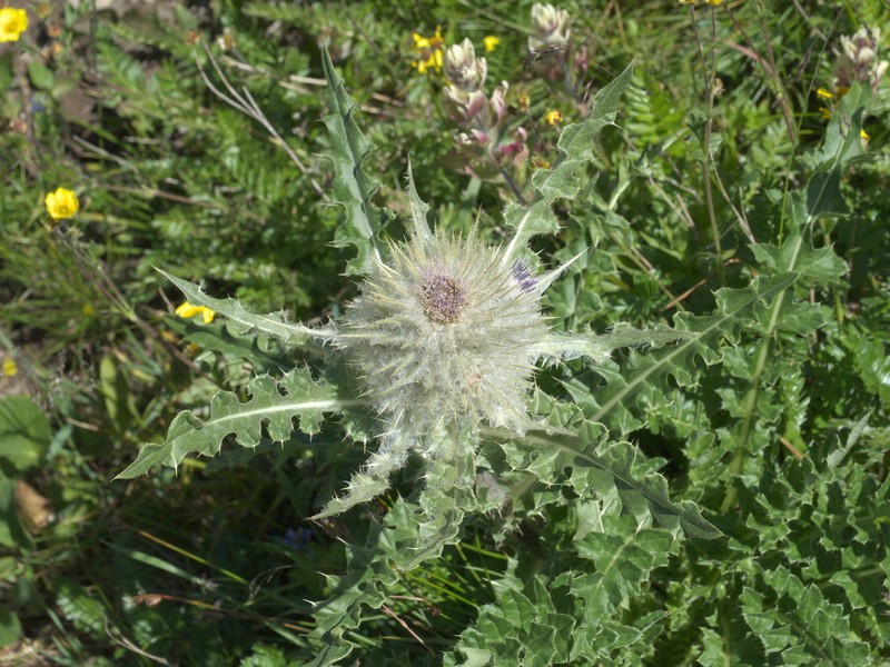 Cirsium hesperium photo 6