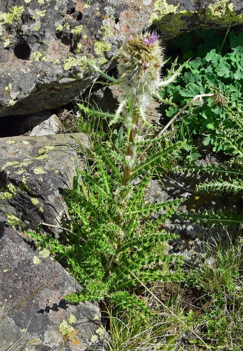 Cirsium hesperium photo 7