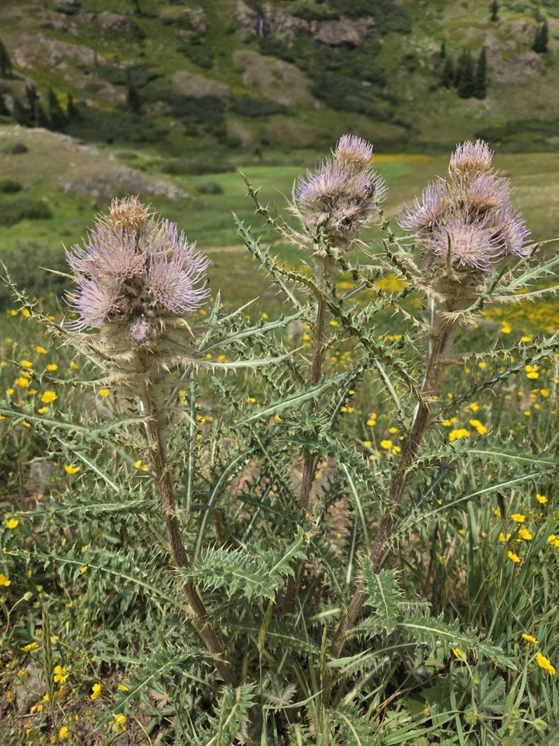 Cirsium hesperium photo 8