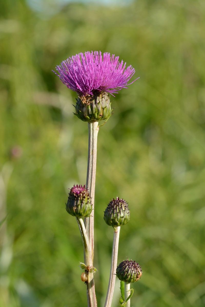 Cirsium heterophyllum