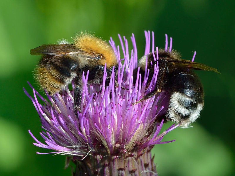 Cirsium heterophyllum photo 2