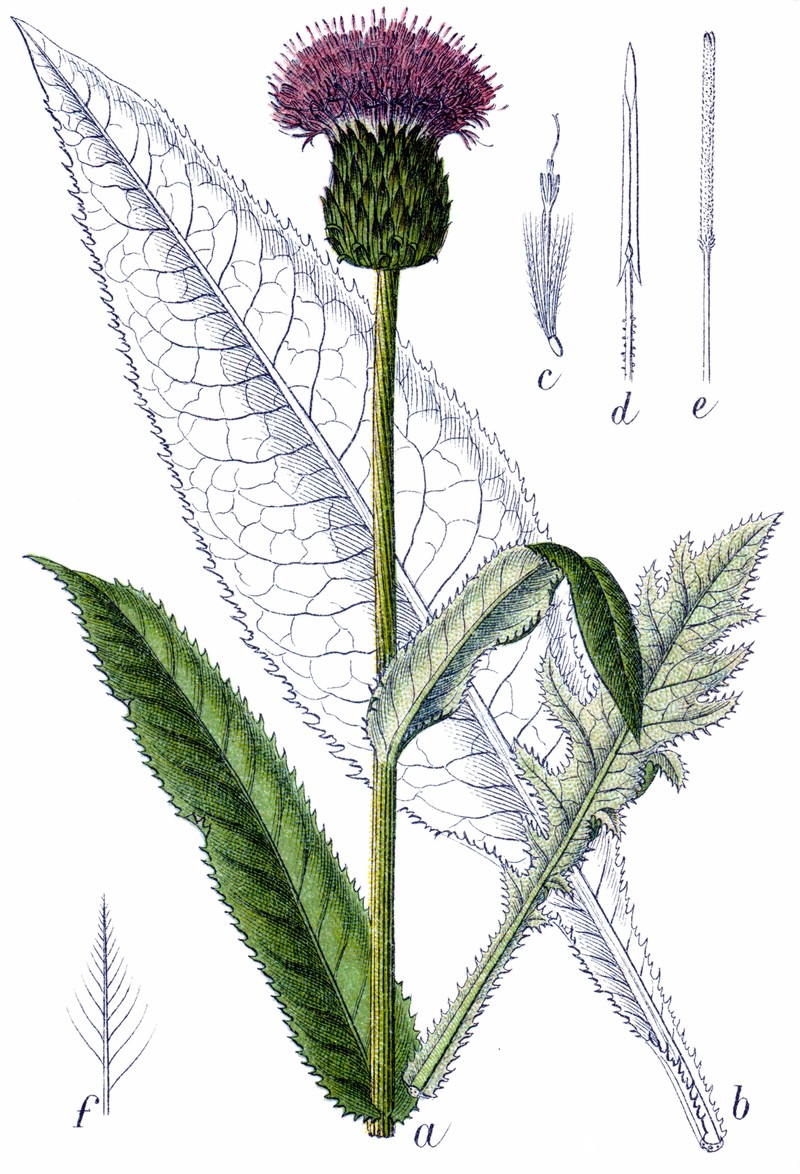 Cirsium heterophyllum photo 3