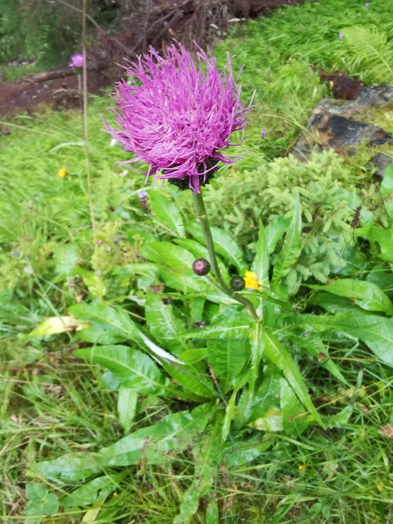 Cirsium heterophyllum photo 4