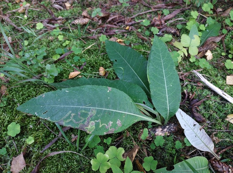 Cirsium heterophyllum photo 5