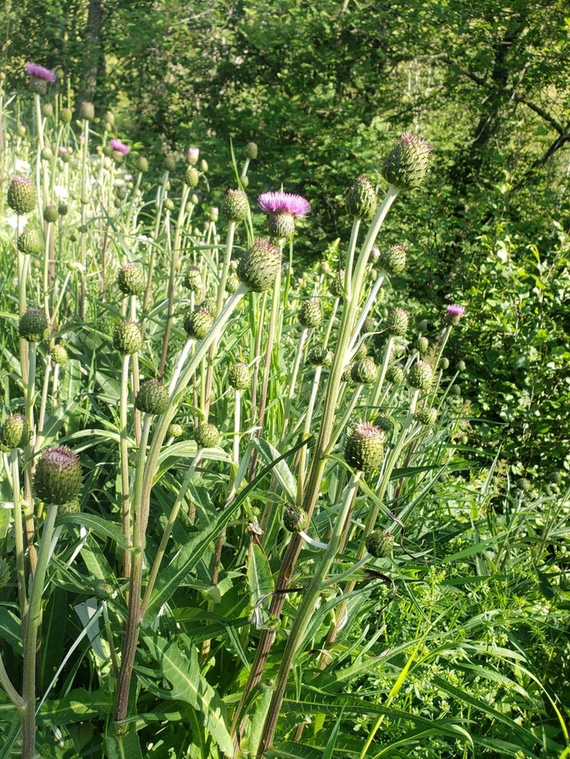Cirsium heterophyllum photo 6