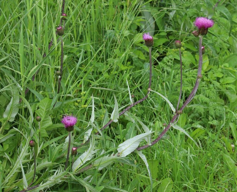 Cirsium heterophyllum photo 7