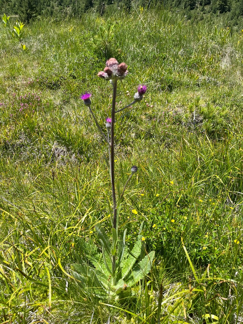 Cirsium heterotrichum photo 2