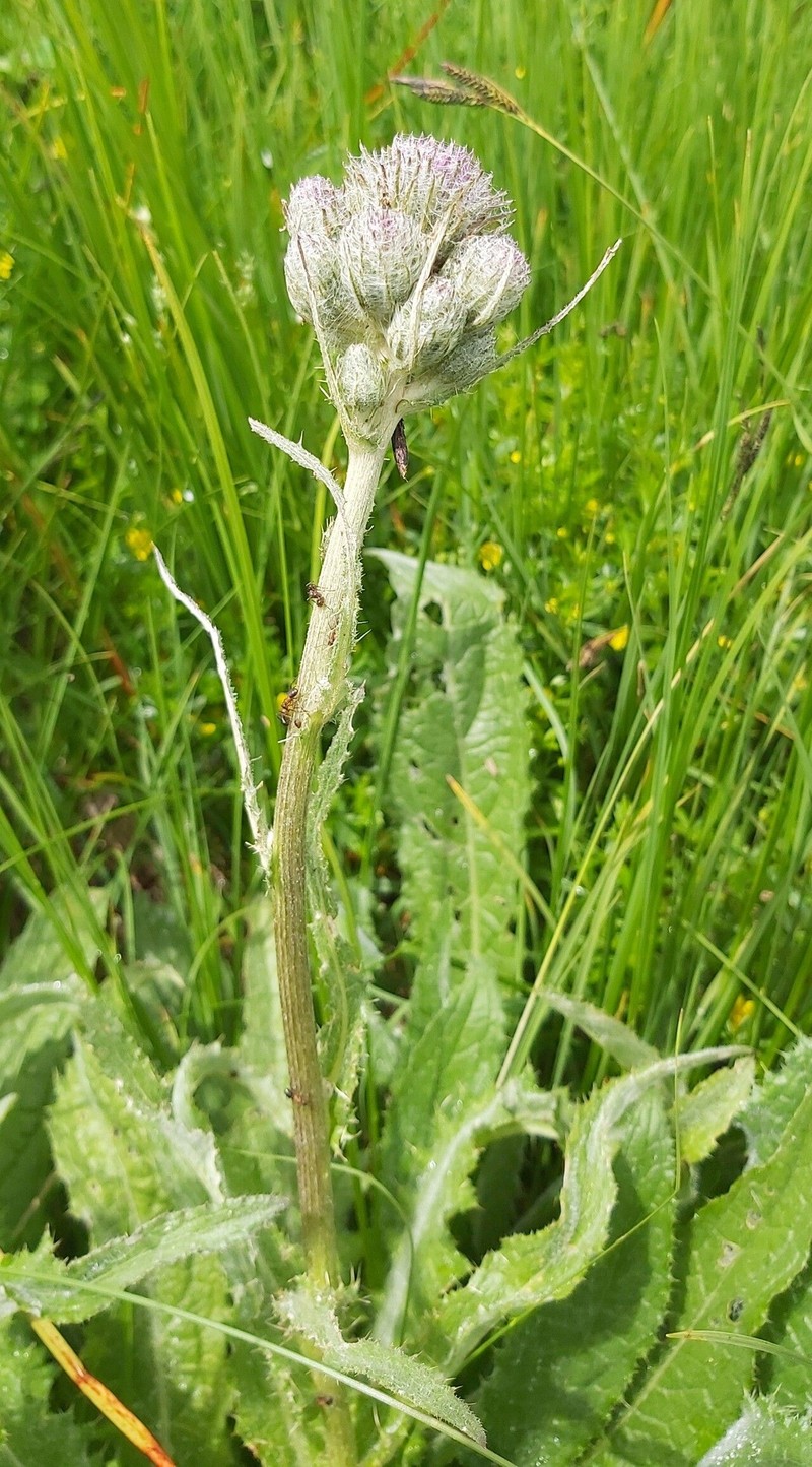Cirsium heterotrichum photo 3