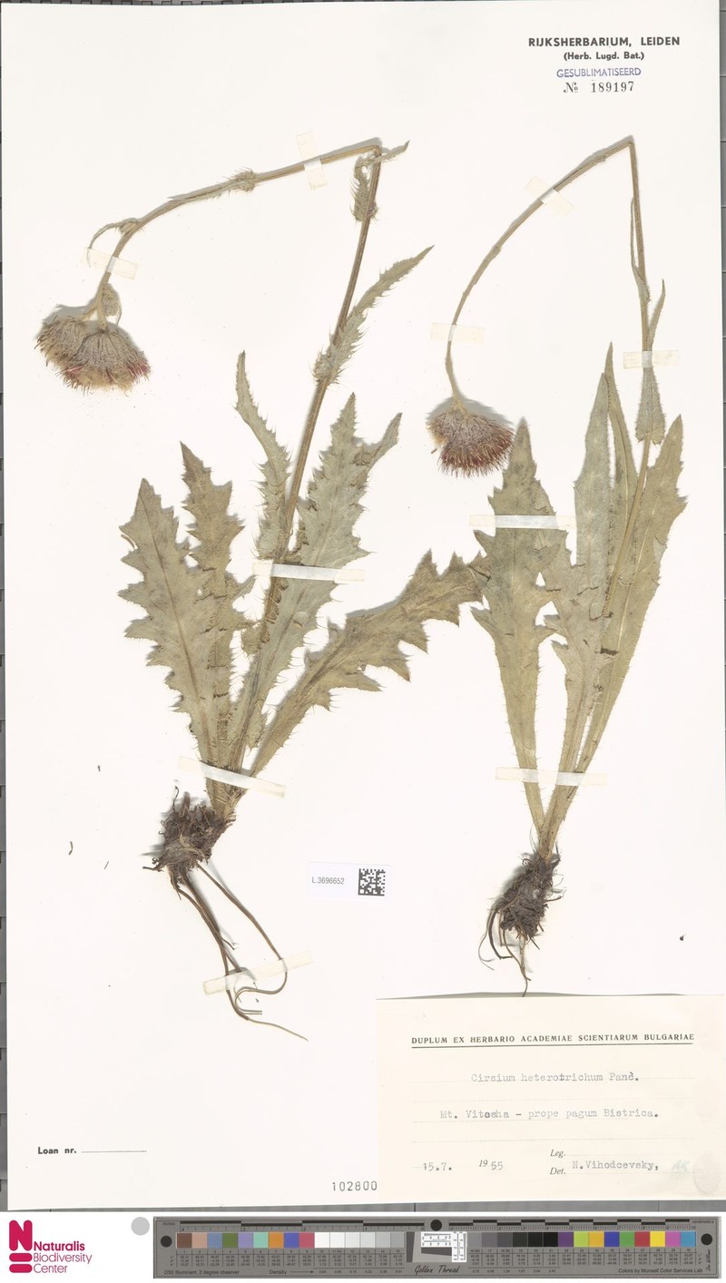 Cirsium heterotrichum photo 4