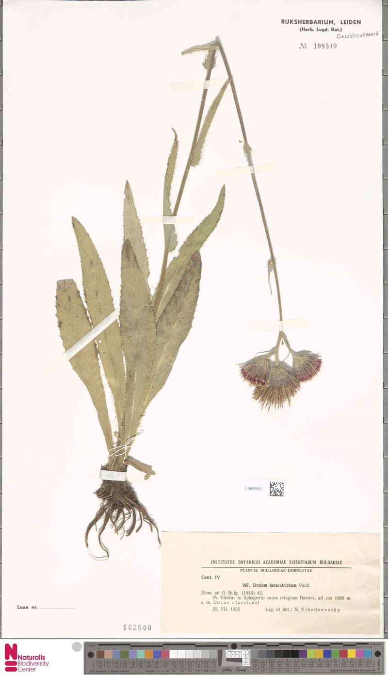 Cirsium heterotrichum photo 5