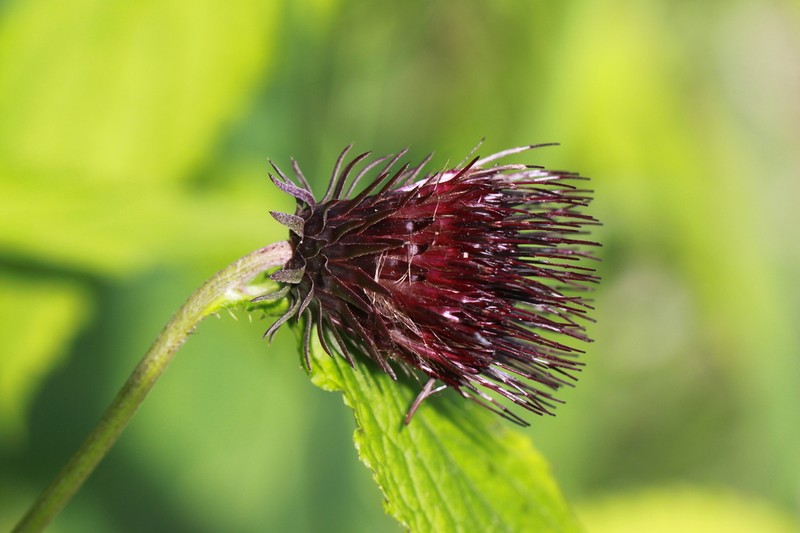 Cirsium hidakamontanum