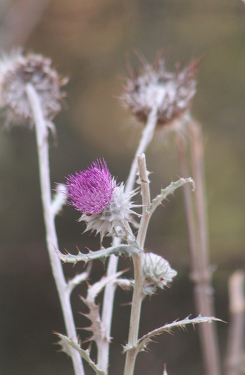 Cirsium hidalgoense