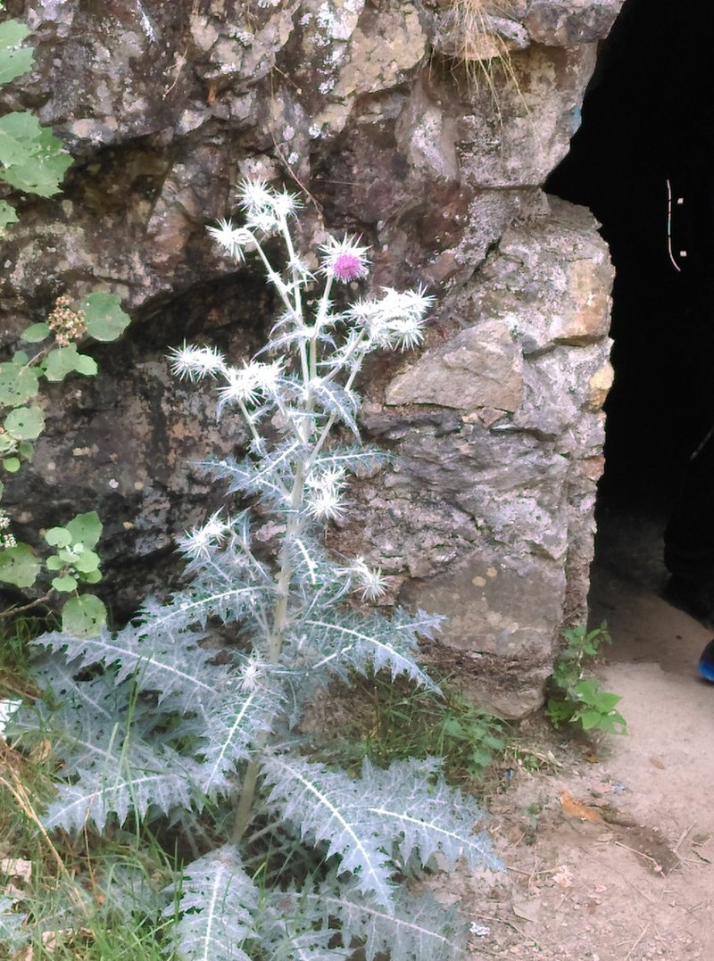 Cirsium hidalgoense photo 2