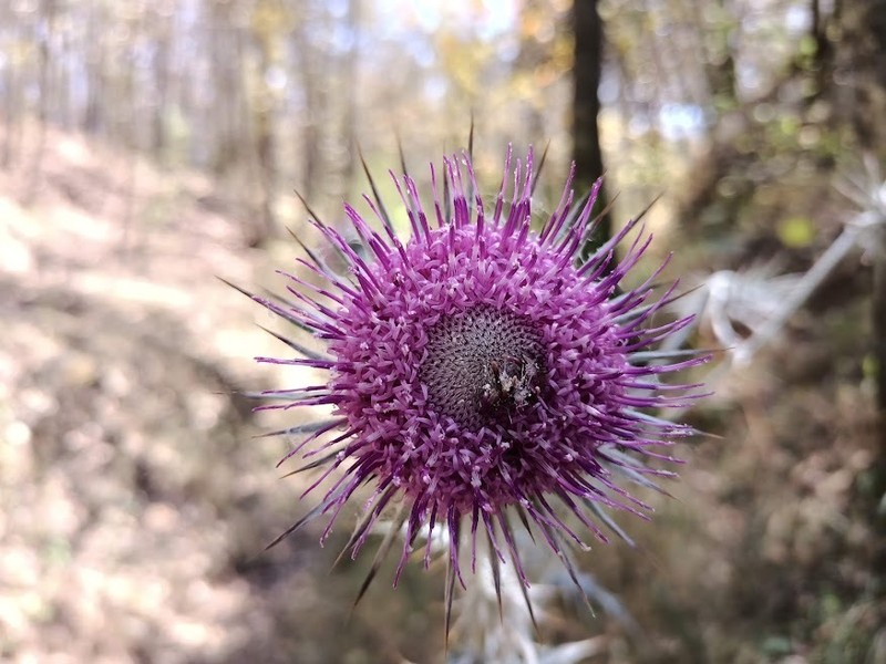 Cirsium hidalgoense photo 3
